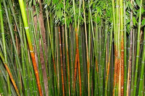 Dividing and transplanting bamboo: tips and tricks