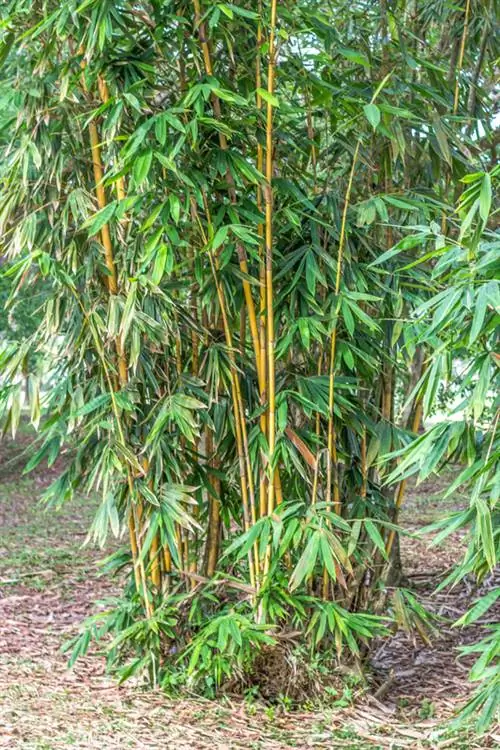 Hojas amarillas de bambú.