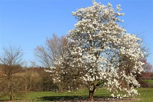 Water geven, bemesten, snijden: zo verzorg je je stermagnolia