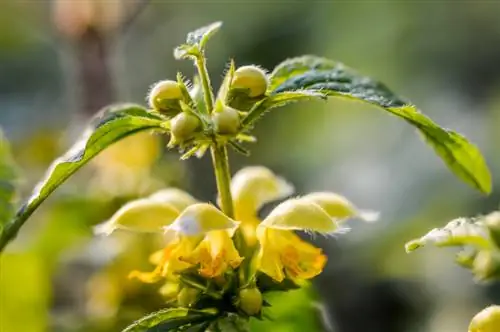 Deadnettle blooms