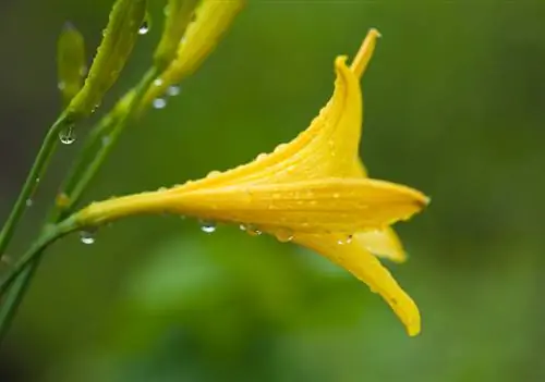 Daglelieverzorging: tips voor gezonde en weelderige bloemen