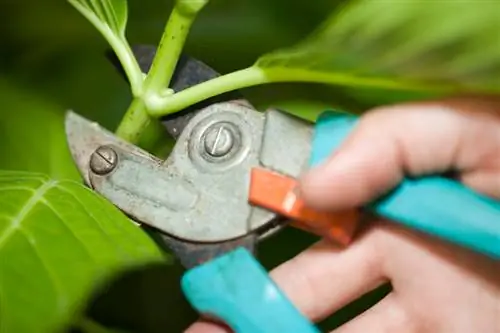 Étape par étape : propager les hortensias par bouturage