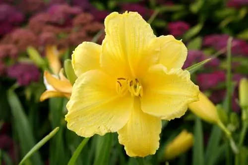 Hakbang-hakbang: Gupitin at alagaan nang tama ang mga daylilies