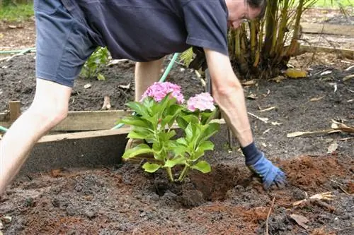 Vermeerder hortensia's deur te deel: Die beste wenke en truuks