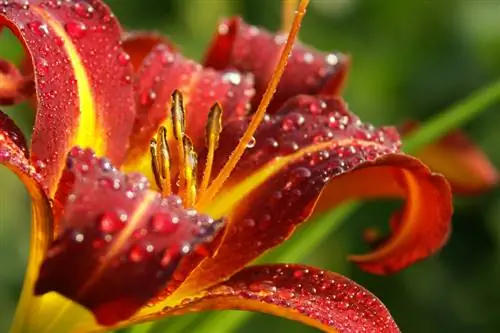 Piantare daylilies