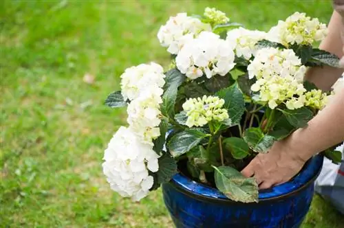 Reubicar hortensias