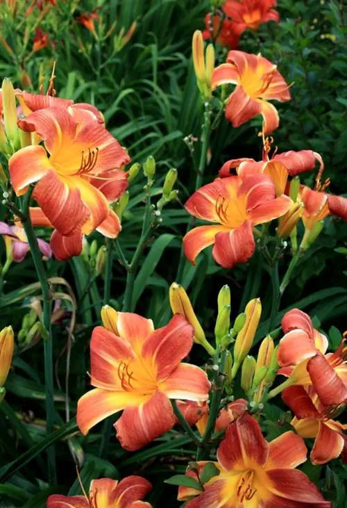 dividing daylilies