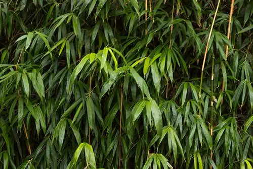 Overwintering bamboo: How to protect your plants from frost