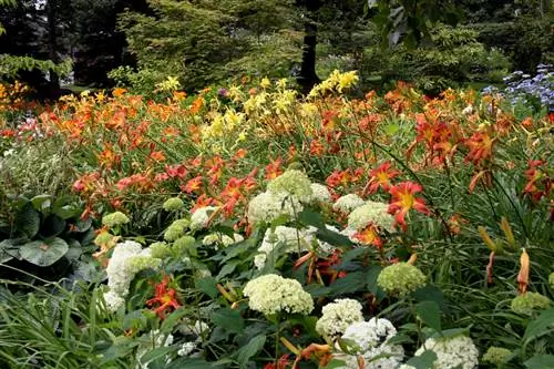 Dagliljer: Hvilken placering er ideel til blomsterne?