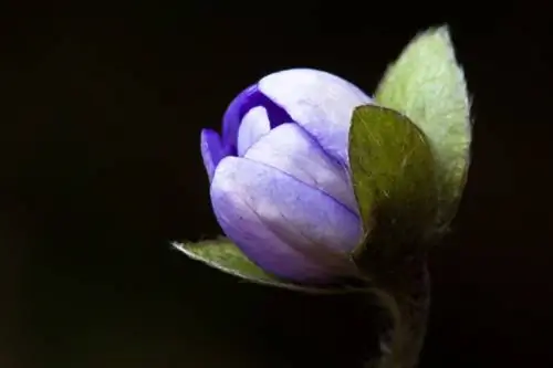 profil anemone hepatica