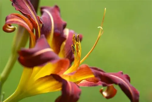 Fertilize daylilies