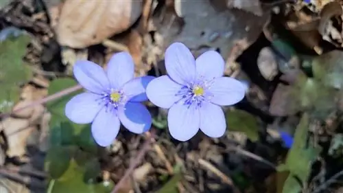 Výsadba Anemone hepatica