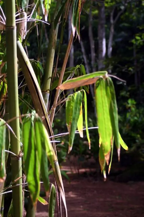 বাঁশ শুকিয়ে যায়