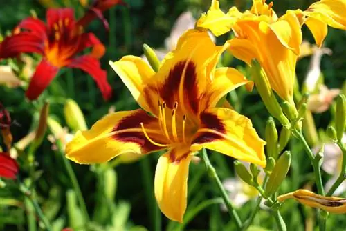 Daylily varieties: Discover colors and shapes