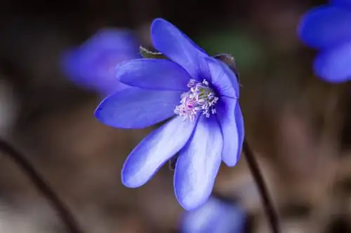 Anemone hepatica priežiūra