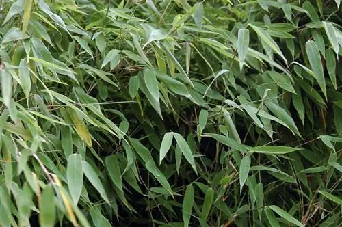 Bambu bakımı