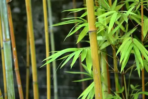 Bamboo properties