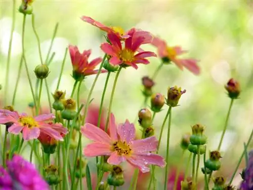 De oogbloemen van het meisje