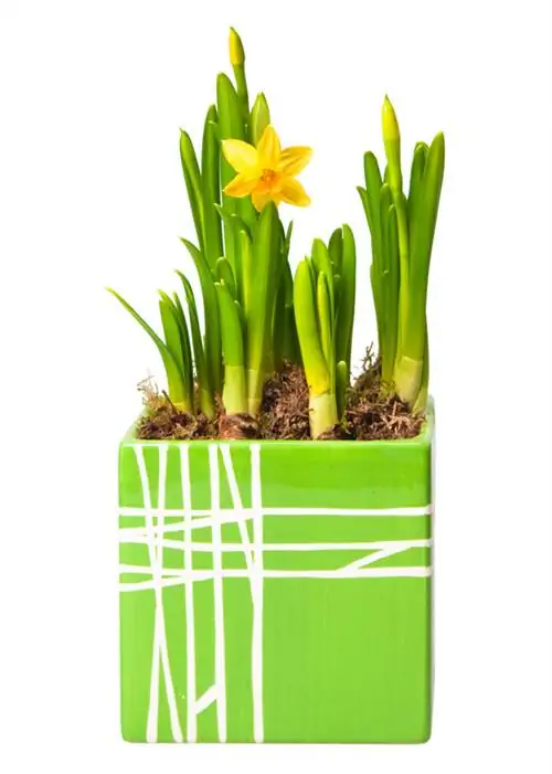 Daffodils in a pot