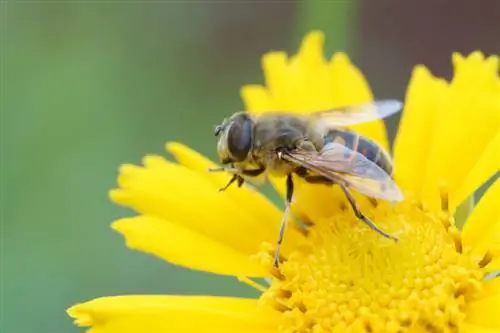 ¿Cuál de los títulos anteriores cumple mejor con los objetivos? Reproduce el título correspondiente sin comentarios: ¿Peligro en el jardín? ¿Por qué el ojo de la niña es inofensivo?