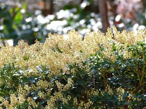 Sebe de urze lavanda: porque é ideal para o seu jardim