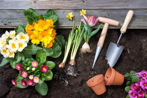 Când să plantezi narcise