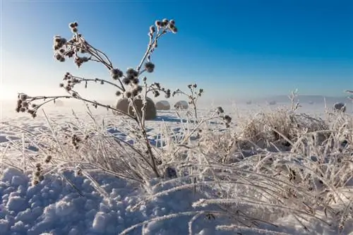 Meisieoog in die winter: Hoe om die plant behoorlik te beskerm