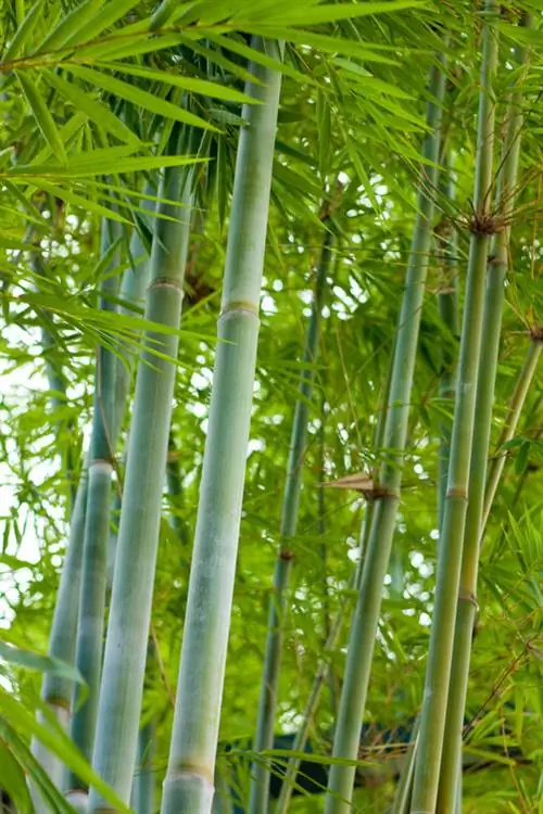 Bamboe planten: alles wat je moet weten