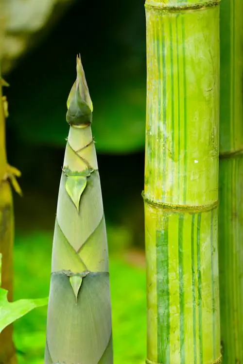 Bamboe verplanten