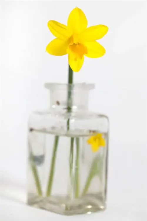 Daffodils in a glass: An effective and sustainable decoration idea