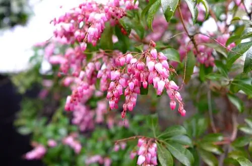 Malusog ang lavender heather