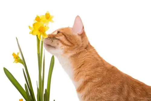 Donos de gatos, cuidado: narcisos são venenosos para gatos