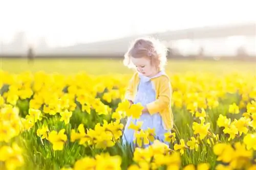 Daffodils – Beautiful but poisonous? Dangers & symptoms