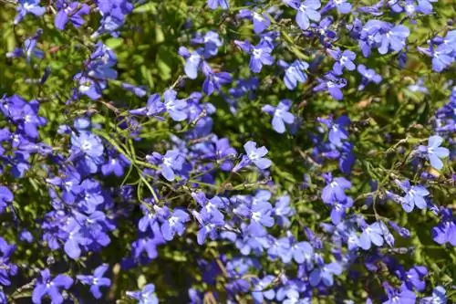 Sny lobelia