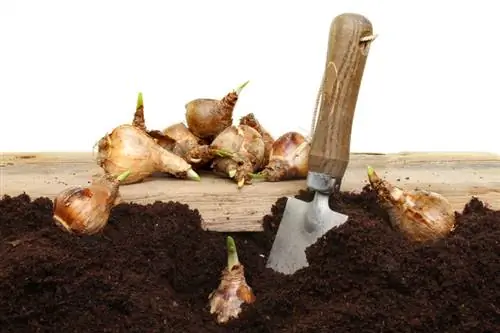 Narcissenbollen planten