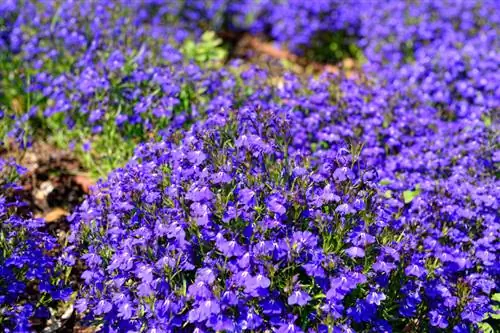 Lobelia Care: Hoe om welige blomme te verseker