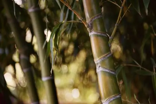 Problemas de crescimento do bambu? É assim que você promove o crescimento