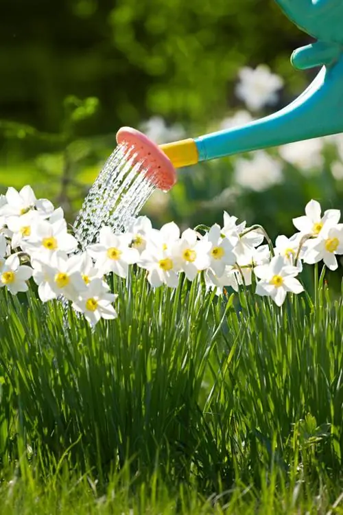 Affodillesorg: Wenke vir gesonde, blomplante