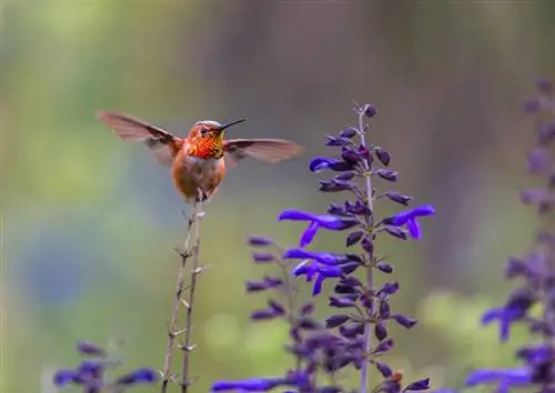 لوبلیاهای زمستان گذران: محافظت، مراقبت و آماده سازی