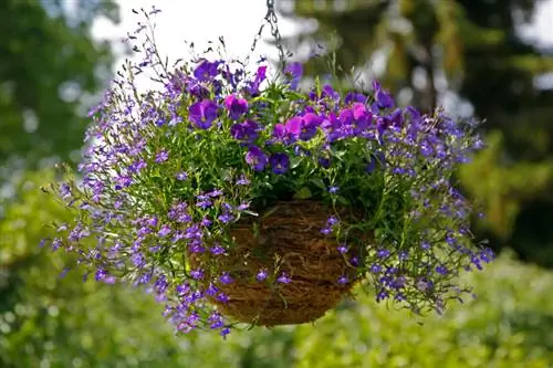 Byvriendelike lobelias: Dit is hoe hulle op jou balkon floreer