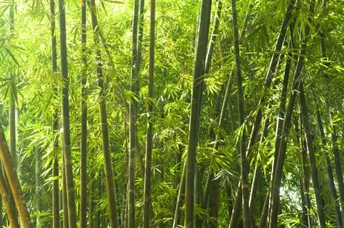 Bamboo flowers: Mysterious distances and consequences for the plant