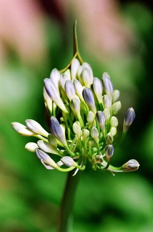 Få den afrikanska liljan att blomma