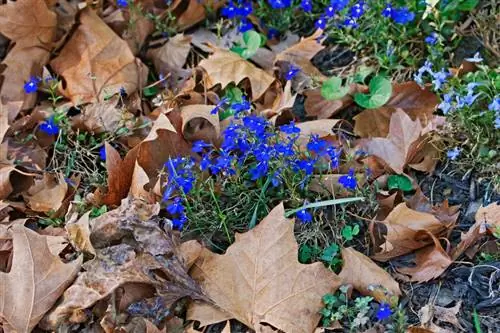 Overwinterende lobelia