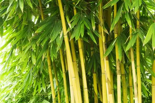 Le bambou perd ses feuilles : causes et aide immédiate efficace