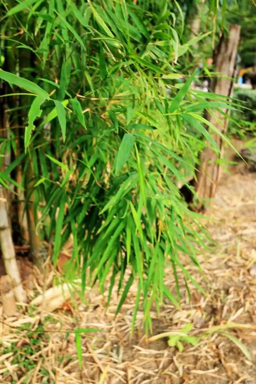 Bamboo location