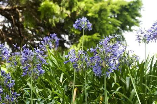 African lily: Cut off withered flowers - yes or no?