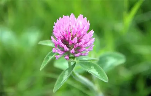 Oseille des bois de profil : faits intéressants sur la plante