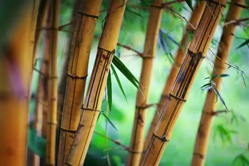 Bamboo planting time: When is the best time of year?