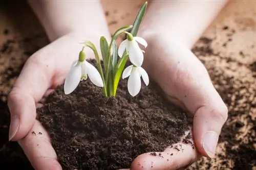 Snowdrops en moviment: així és com fer-ho correctament i sense estrès