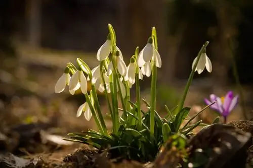 Plantar y proteger campanillas de invierno: así es como funciona